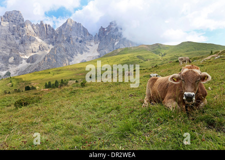 Mucche al pascolo nella zona delle Dolomiti. Le Pale di San Martino montagna del massiccio. Passo Rolle. Il Trentino. Italia Foto Stock