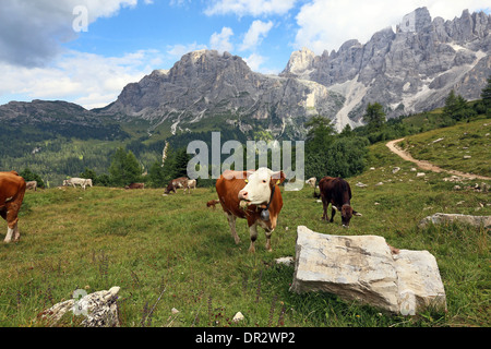 Mucche al pascolo nella zona delle Dolomiti. Le Pale di San Martino montagna del massiccio. Passo Rolle. Il Trentino. Italia Foto Stock