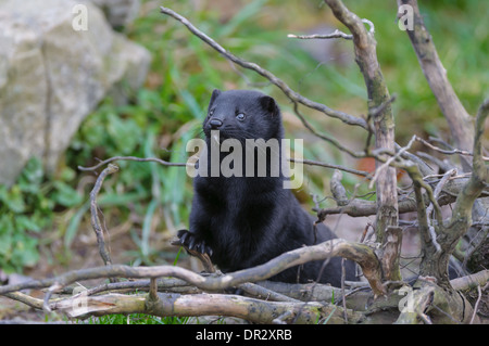 Amerikanischer Nerz, Neovison vison, visone americano Foto Stock