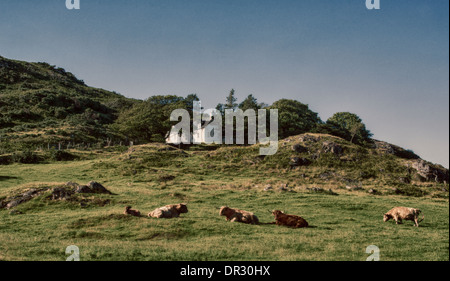 Highland vacche, oziare in un pomeriggio estati, sulla terra Crofting, Highlands Scozzesi. Foto Stock