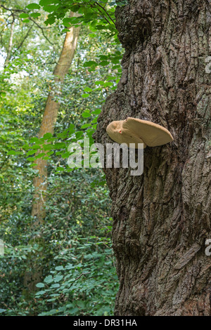 Bistecca di manzo fungo: Fistulina hepatica. Sul Comune di quercia. Surrey, Inghilterra. Foto Stock