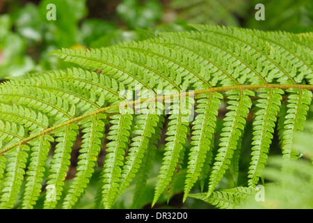 Protezione morbida-fern, Polystichum setiferum Foto Stock