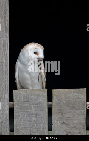 Il barbagianni (Tyto alba) al granaio ingresso con la preda. Foto Stock