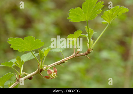 Uva spina e ribes uva-crispa Foto Stock