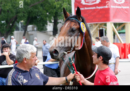 Ritratto di cavallo, Caucaso settentrionale Foto Stock