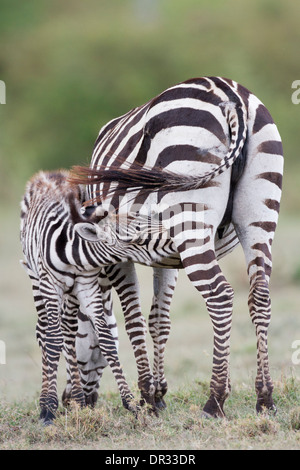 Zebra puledro in allattamento, Kenya Foto Stock