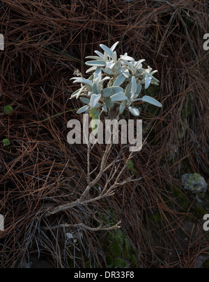 Canaria di salvia (Salvia canariensis) cresce nei boschi vicino al Roque Nublo, Gran Canaria Foto Stock