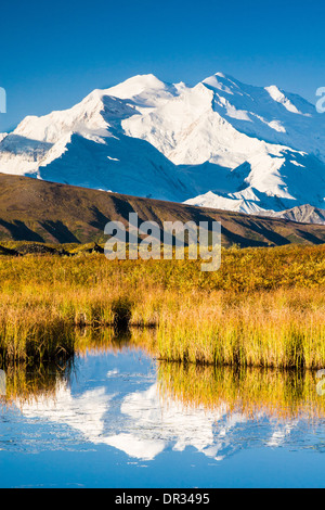 Fronte orientale di Denali (ex Mt. McKinley) riflessa nella tundra stagno con i colori dell'Autunno nel parco nazionale e Riserva di Denali, Alaska. Foto Stock
