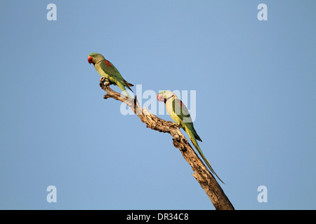 Parrocchetto alessandrino, Psittacula eupatria Foto Stock