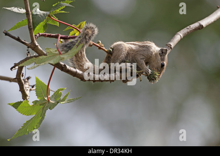 Northern Palm scoiattolo, Funambulus pennantii, mangiando un dado Foto Stock