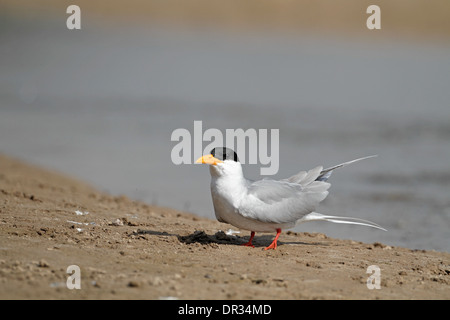 Fiume Tern, Sterna aurantia Foto Stock