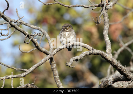 Jungle Owlet, Glaucidium radiatum Foto Stock