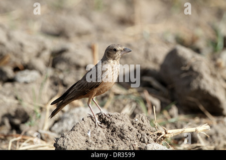 Rufous-tailed allodola, Ammomanes phoenicurus, in campo arato Foto Stock