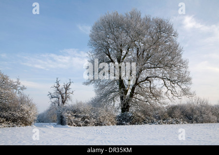Un albero di quercia con i rami coperti di neve, sorge in una siepe in corrispondenza di un bordo di una mostra campo coperto vicino Defford, Worcester Foto Stock