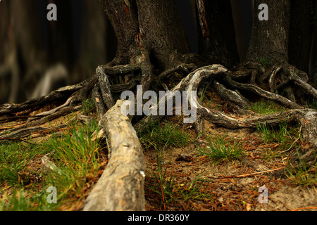 Abete radici fuori terra nella foresta Foto Stock