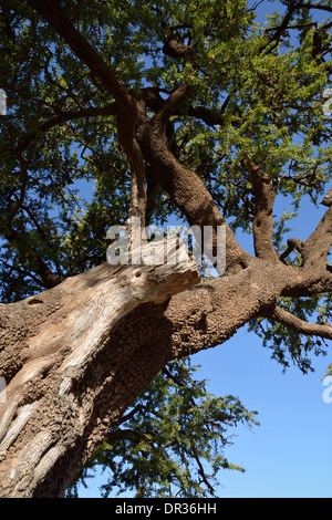 L'Argan (Argania spinosa è una specie di alberi si trovano solo nel sud-ovest del Marocco. L'olio di Argan è estratto dai suoi semi. Foto Stock