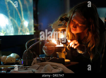 Vancouver, Canada. 18 gennaio, 2014. Un visitatore guarda organismo sottomarino attraverso un microscopio durante i subacquei' evento di fine settimana a Vancouver in Canada, Gennaio 18, 2014. Il Vancouver Aquarium ha ospitato il suo quindicesimo Divers' Weekend, un evento annuale per la presentazione di varie attrezzature subacquee e fornendo i seminari per i visitatori a conoscere le immersioni. © Liang Sen/Xinhua/Alamy Live News Foto Stock