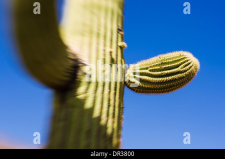 Cactus Saguaro in Ajo montagne, organo a canne Cactus monumento nazionale, Arizona USA Foto Stock