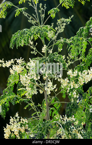 Moringa Oleifera, coscia albero / il miracolo di fioritura ad albero. India Foto Stock