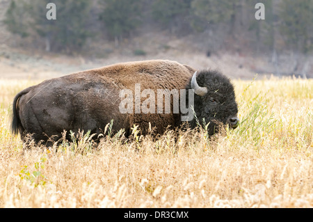 Un bisonte americano in piedi in un campo di erba alta. Foto Stock
