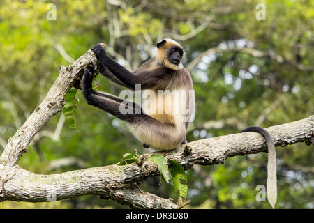 Scimmia Hanuman di origine asiatica appollaiato su un ramo di albero nella foresta, India Foto Stock