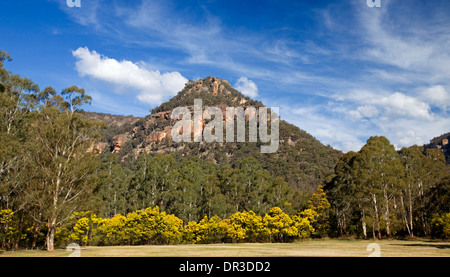 Paesaggio con robusto conica di picco di montagna, foreste di eucalipti e golden graticcio fiori a Newnes NSW Australia Foto Stock