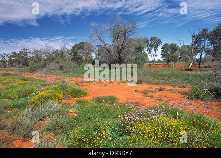 Colorate e fiori di campo in erba di smeraldo sulla terra rossa e tra arbusti in outback australiano vicino a Brewarrina NSW dopo la pioggia Foto Stock