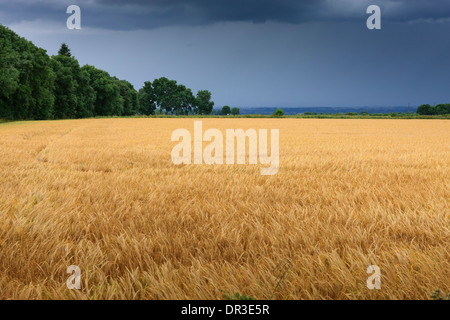 Colture in campo sotto cieli di tuono Foto Stock