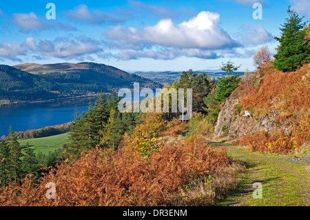 Colore di autunno, Dodd legno sopra il lago di Bassenthwaite, Commissione forestale bosco, Lake District, Cumbria, England Regno Unito Foto Stock