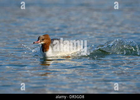 Common Merganser nuoto velocemente in acqua. Foto Stock