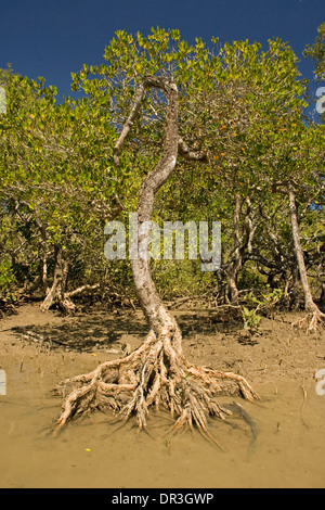 Mangrovie solitario albero che cresce su terreni fangosi bank riverbank con radici esposte e suggerimenti in acqua chiara della costiera estuario del fiume Foto Stock