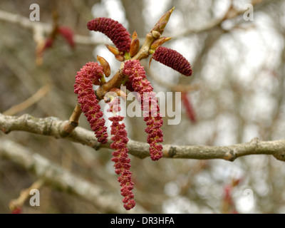Nero-pioppo, Populus nigra, amenti maschili Foto Stock