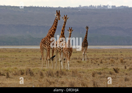 Giraffa Rothschild (Giraffa camelopardalis rothschildi), il lago Nakuru Foto Stock