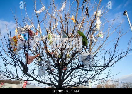 Sacchetti di plastica per supermercati catturati nei rami degli alberi; Southport, Merseyside, Regno Unito. Gennaio 2014. Meteo Regno Unito. Venti vorticosi e condizioni di scogliera intorno alle baie di riciclaggio Tesco a Kew, depositi, adornano e festeggiano gli alberi vicini con una miriade di sacchetti di plastica diversi che sono sfuggiti apparentemente per sempre nei rami degli alberi irraggiungibili, disseminando il paesaggio con i detriti dei nostri rifiuti indesiderati. In alcuni paesi, le persone ironicamente si riferiscono ai sacchi di plastica catturati in recinzioni e alberi come il “fiore nazionale”, mentre nel Regno Unito sono noti come “bruti delle streghe”. Foto Stock