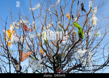 Sacchetti di plastica per supermercati catturati nei rami degli alberi; Southport, Merseyside, Regno Unito. Gennaio 2014. Meteo Regno Unito. Venti vorticosi e condizioni di scogliera intorno alle baie di riciclaggio Tesco a Kew, depositi, adornano e festeggiano gli alberi vicini con una miriade di sacchetti di plastica diversi che sono sfuggiti apparentemente per sempre nei rami degli alberi irraggiungibili, disseminando il paesaggio con i detriti dei nostri rifiuti indesiderati. In alcuni paesi, le persone ironicamente si riferiscono ai sacchi di plastica catturati in recinzioni e alberi come il “fiore nazionale”, mentre nel Regno Unito sono noti come “bruti delle streghe”. Foto Stock