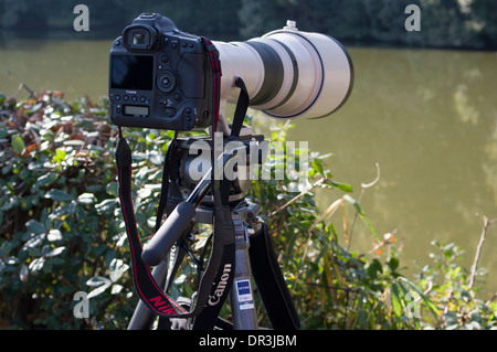 Bird / Wildlife Photographer di apparecchiature. Robusto treppiede Gitzo, reflex digitali Canon con teleobiettivo. Foto Stock