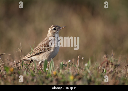 Paddyfield Pipit, Anthus rufulus Foto Stock