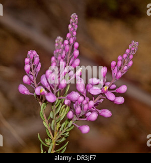 Cluster di rosa / fiori malva di Comesperma ericinum - teste di fiammifero - fiori selvatici Australiano Foto Stock