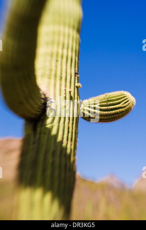 Cactus Saguaro in Ajo montagne, organo a canne Cactus monumento nazionale, Arizona USA Foto Stock