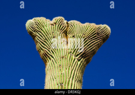 Cactus Saguaro corona in Ajo montagne, organo a canne Cactus monumento nazionale, Arizona USA Foto Stock