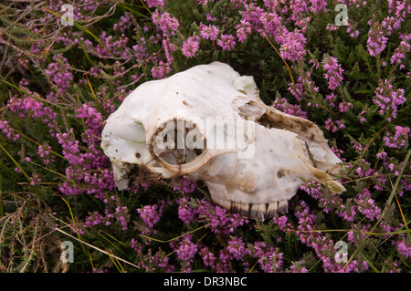 Catherton comune, Shropshire, Regno Unito Foto Stock