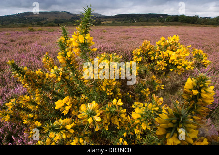 Catherton comune, Shropshire, Regno Unito Foto Stock