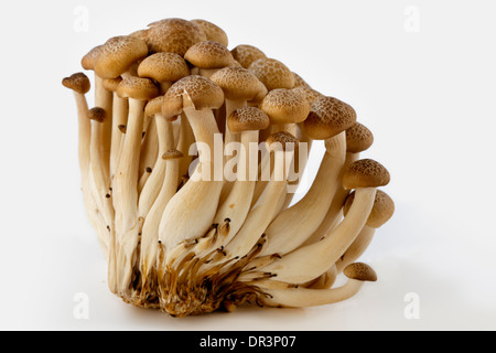 Marrone asiatica di funghi di faggio isolato su bianco Foto Stock