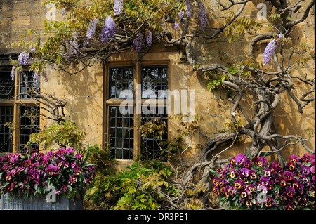 Fiori viola al di fuori di un edificio, High Street, Broadway, il Costwolds, Worcestershire, England, Regno Unito, Gran Bretagna, Europa Foto Stock