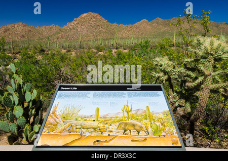 Esposizione interpretativa al Red Hills Visitor Center, Parco nazionale del Saguaro, Arizona USA Foto Stock