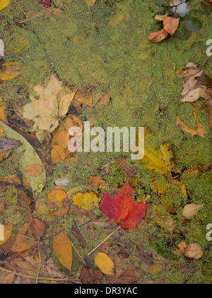 Primo piano sul lago con alghe e foglie cadute in autunno a Prospect Park di Brooklyn, New York. Foto Stock