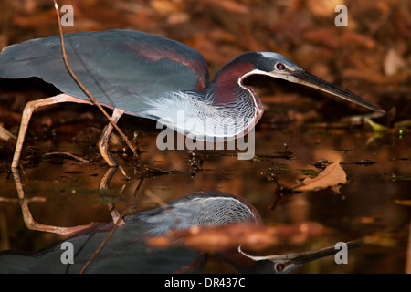 Airone Agami o di castagne e panciuto Heron - La Laguna del Lagarto Lodge, Boca Tapada, San Carlos Costa Rica Foto Stock