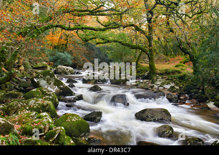 Fiume Plym fluente attraverso Dewerstone legno a Shaugh prima, Parco Nazionale di Dartmoor Foto Stock