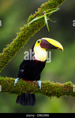 Giallo-throated toucan (Ramphastos ambiguus) - La Laguna del Lagarto Lodge - Boca Tapada, San Carlos Costa Rica Foto Stock