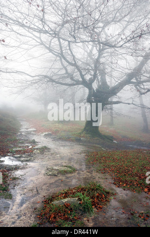 Sentiero nella foresta in un giorno di pioggia Foto Stock